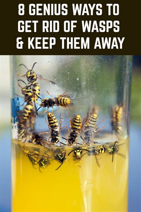 how to get rid of wasps and hornets